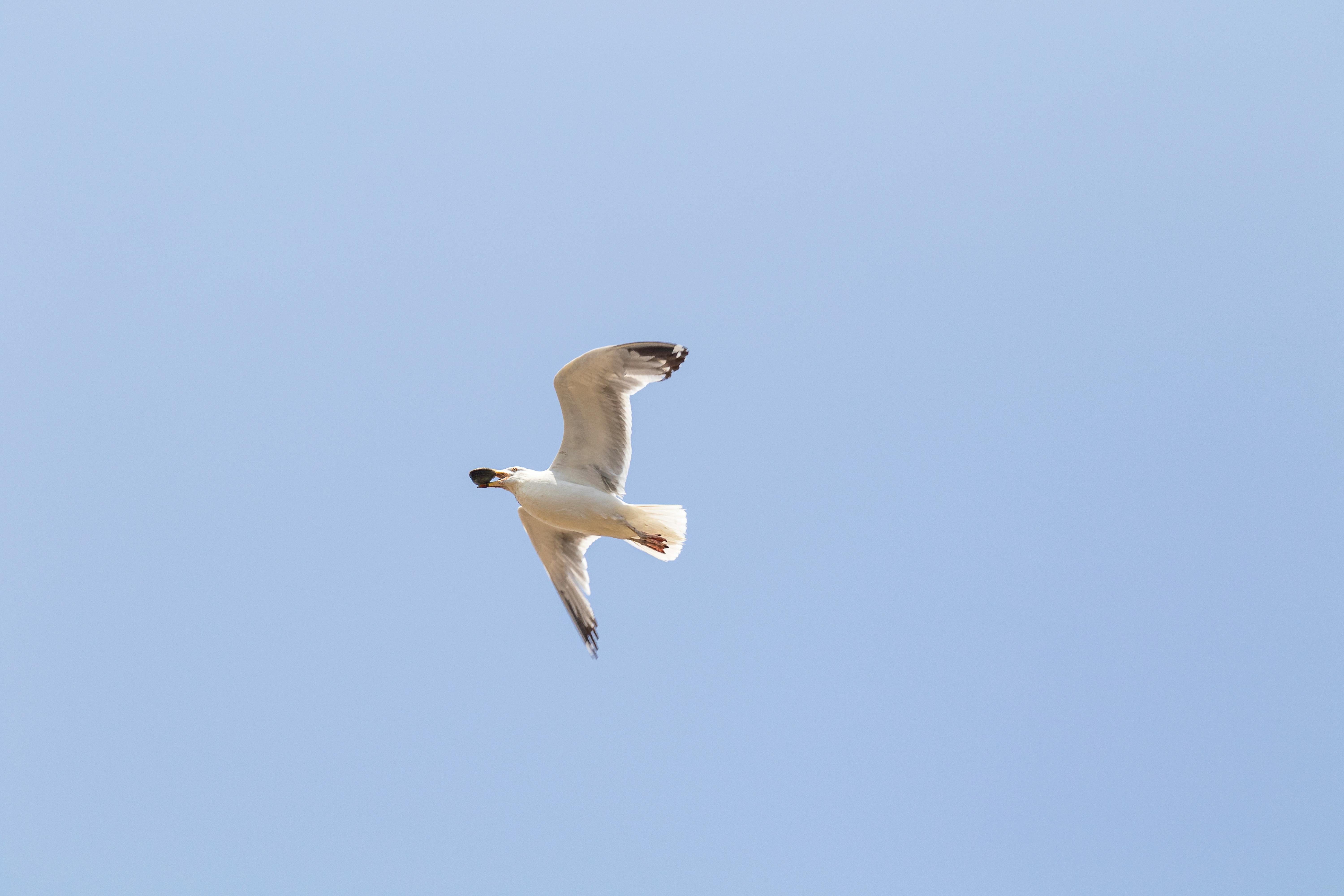 a seagull flying in the sky with a white wing