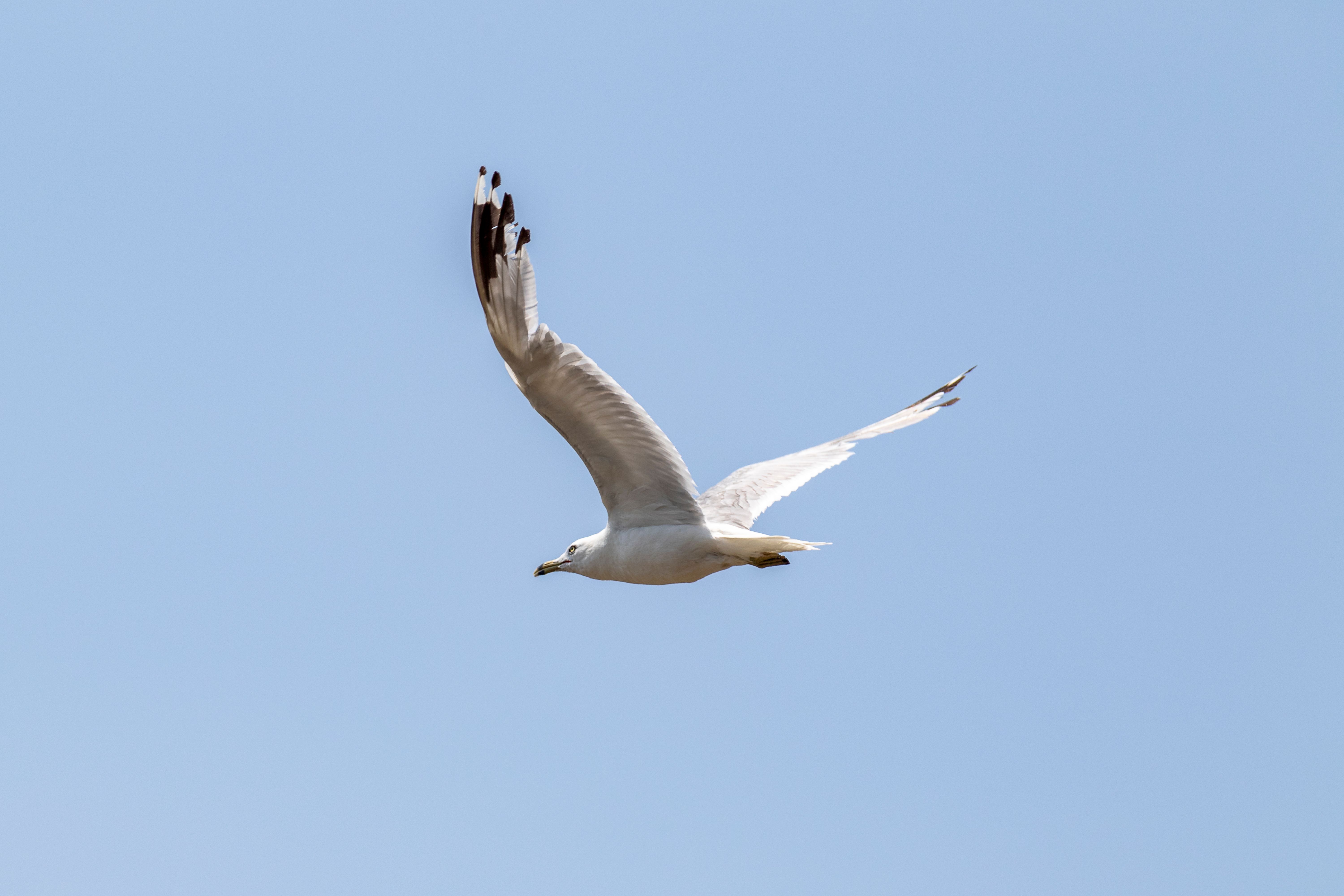 A seagull flying in the sky with a white wing · Free Stock Photo