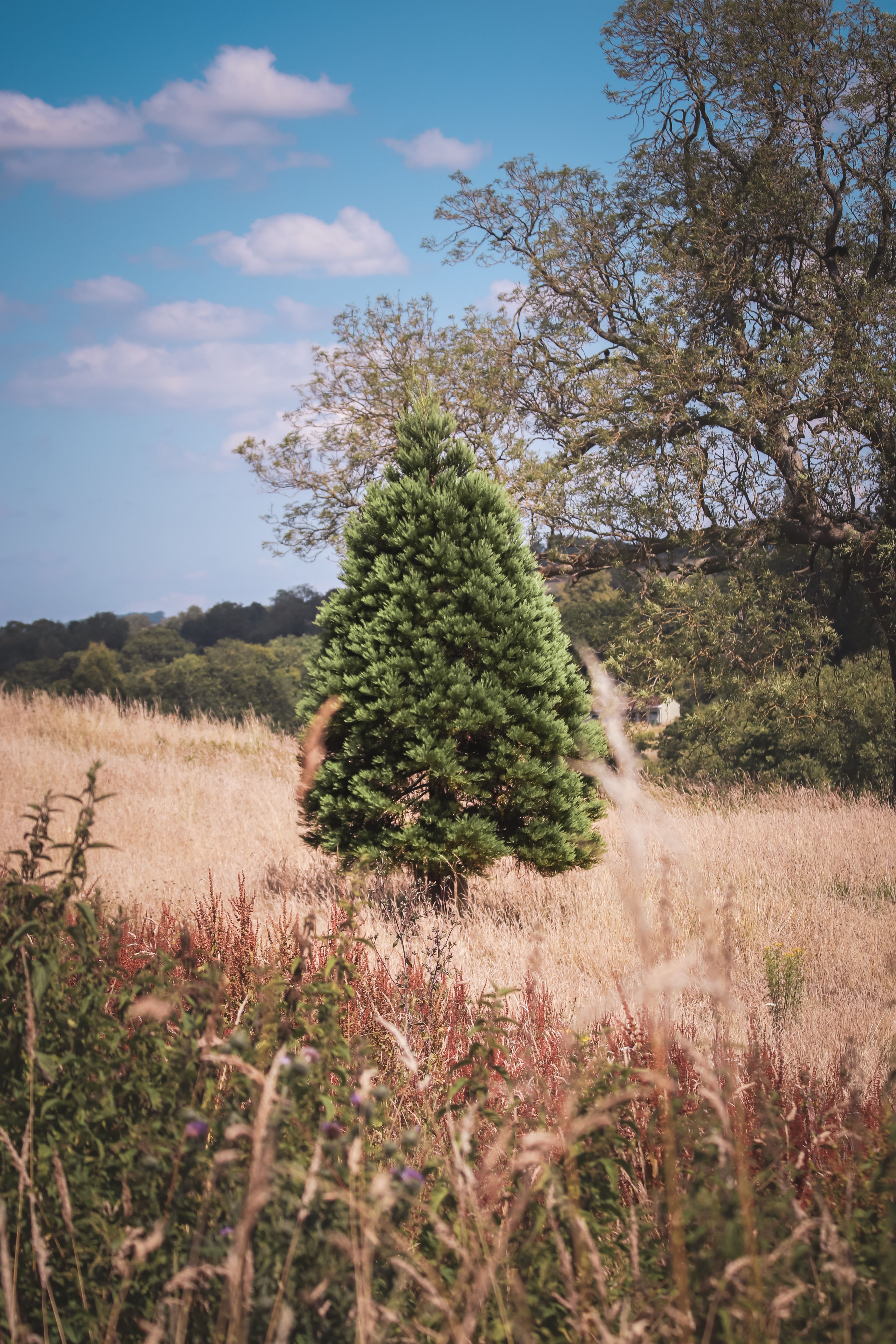 A small tree in a field with tall grass · Free Stock Photo