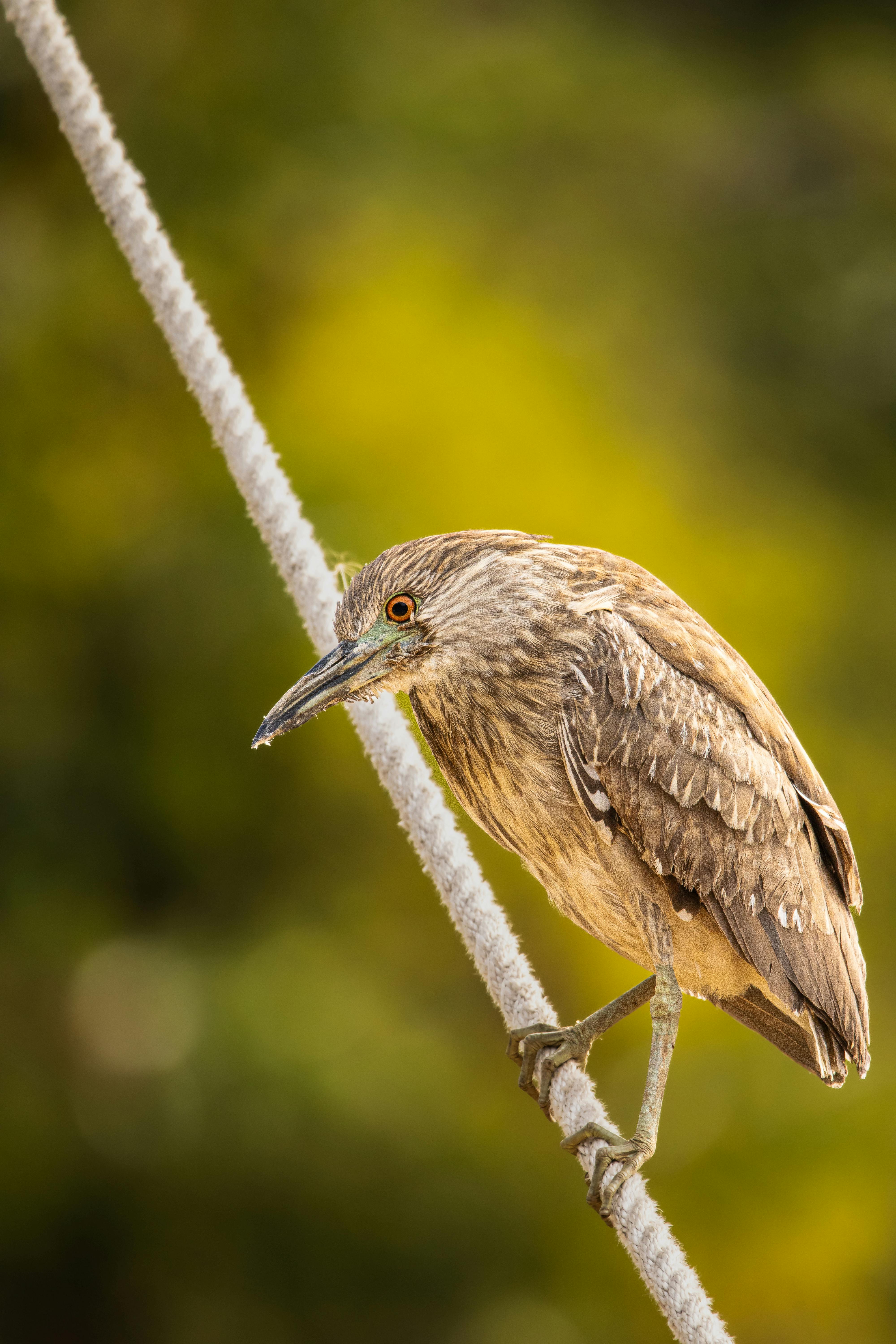 a bird is perched on a rope