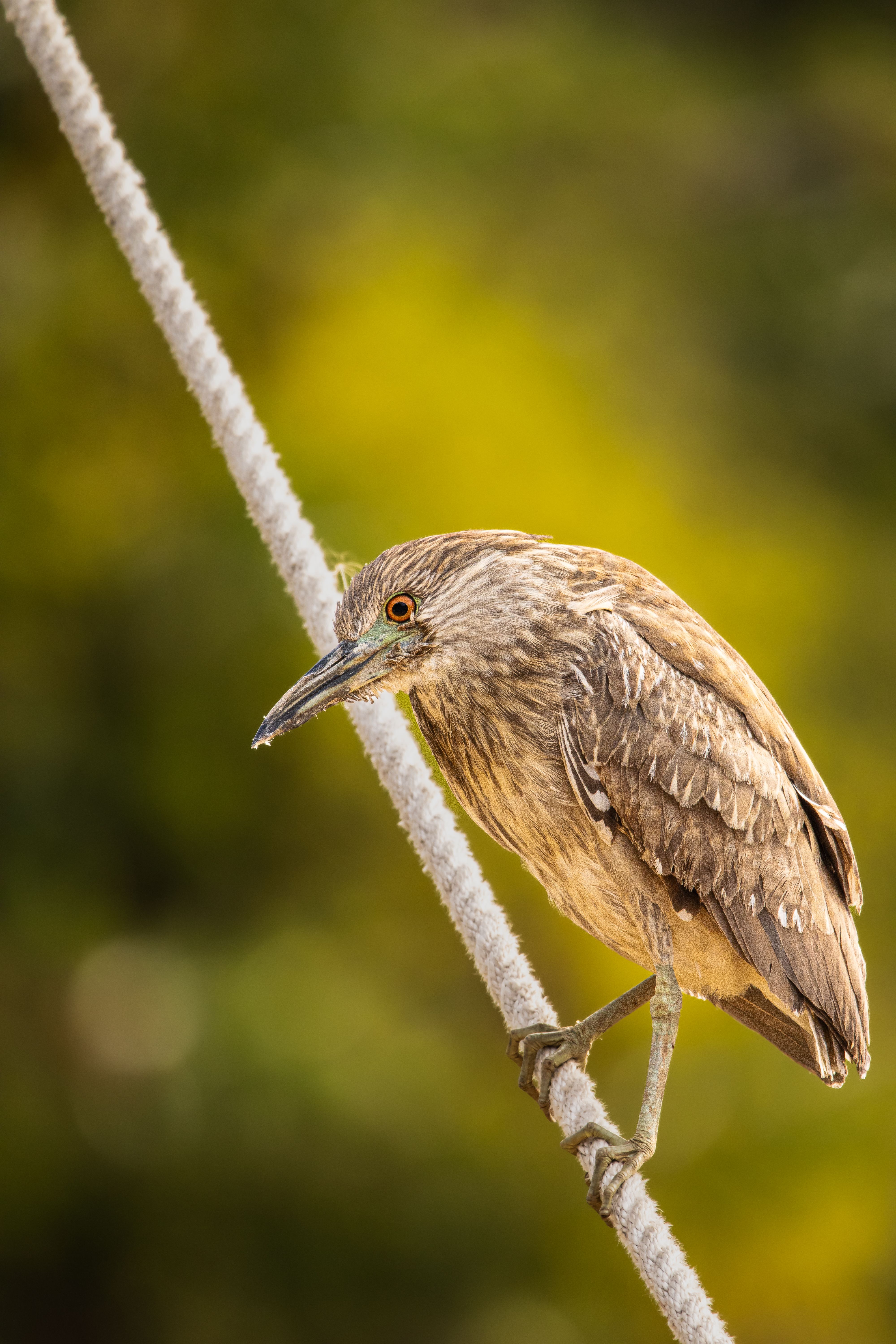 A bird is perched on a rope · Free Stock Photo