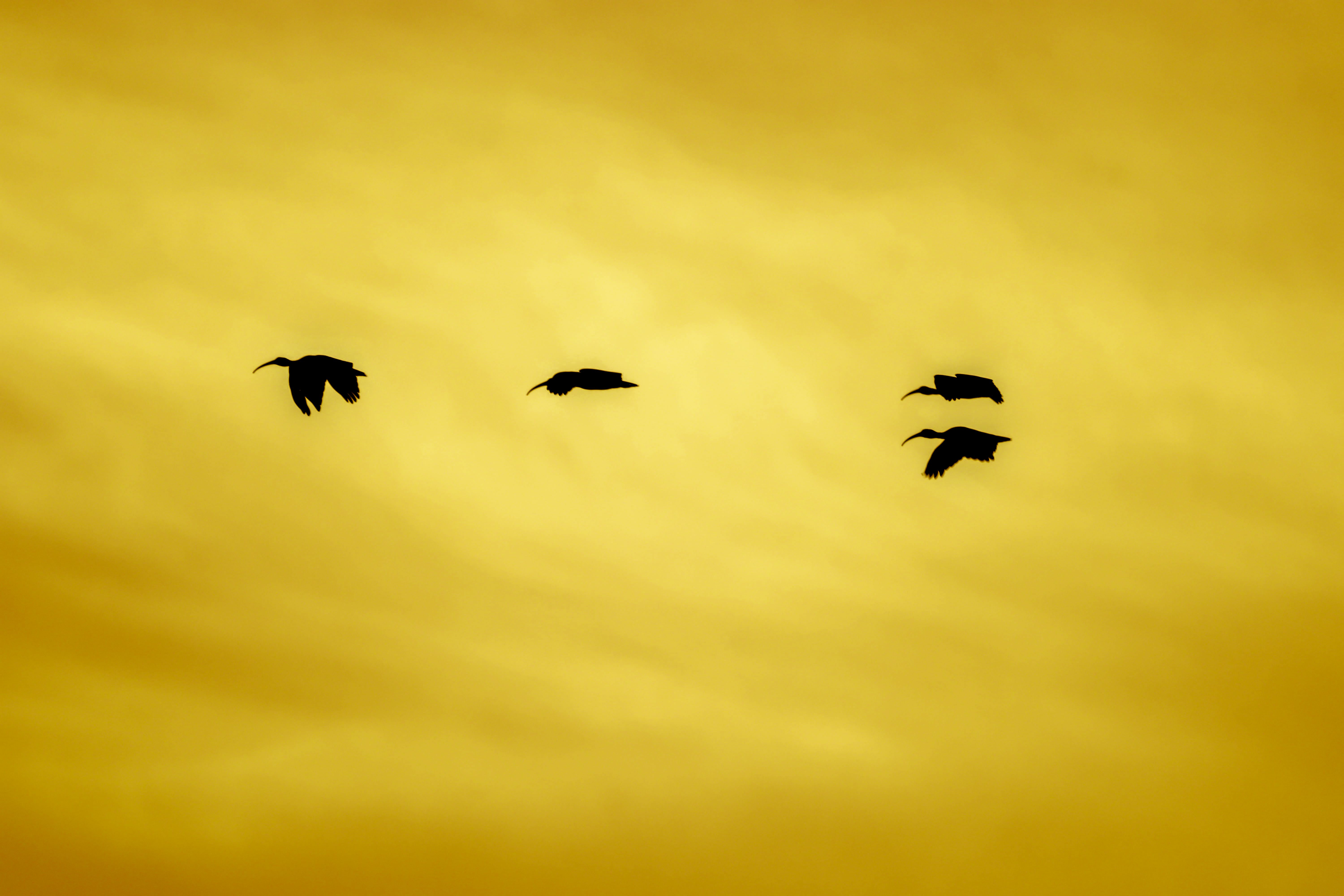 Migratory bird silhouetted against sunset, symbolizing long-distance navigation journeys