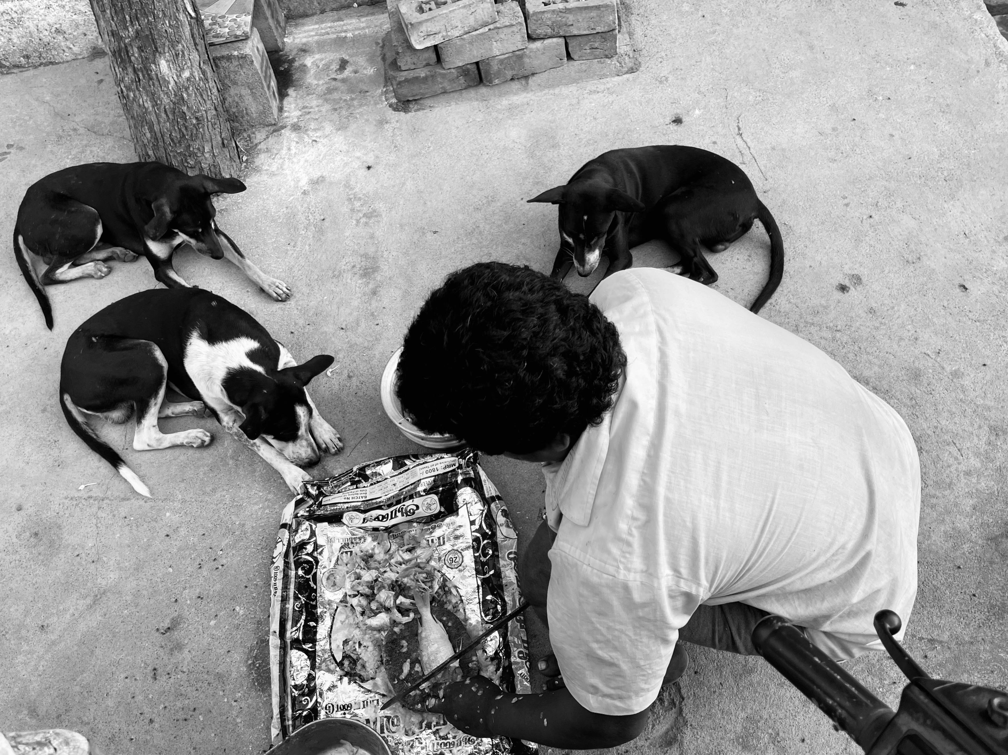 A man sitting on the ground, feeding three stray dogs on a street corner.