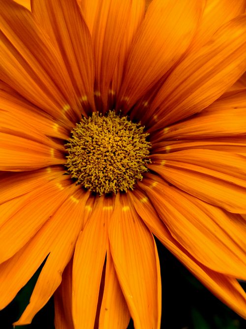 Free Detailed close-up of vivid orange flower petals in full bloom, highlighting delicate textures. Stock Photo