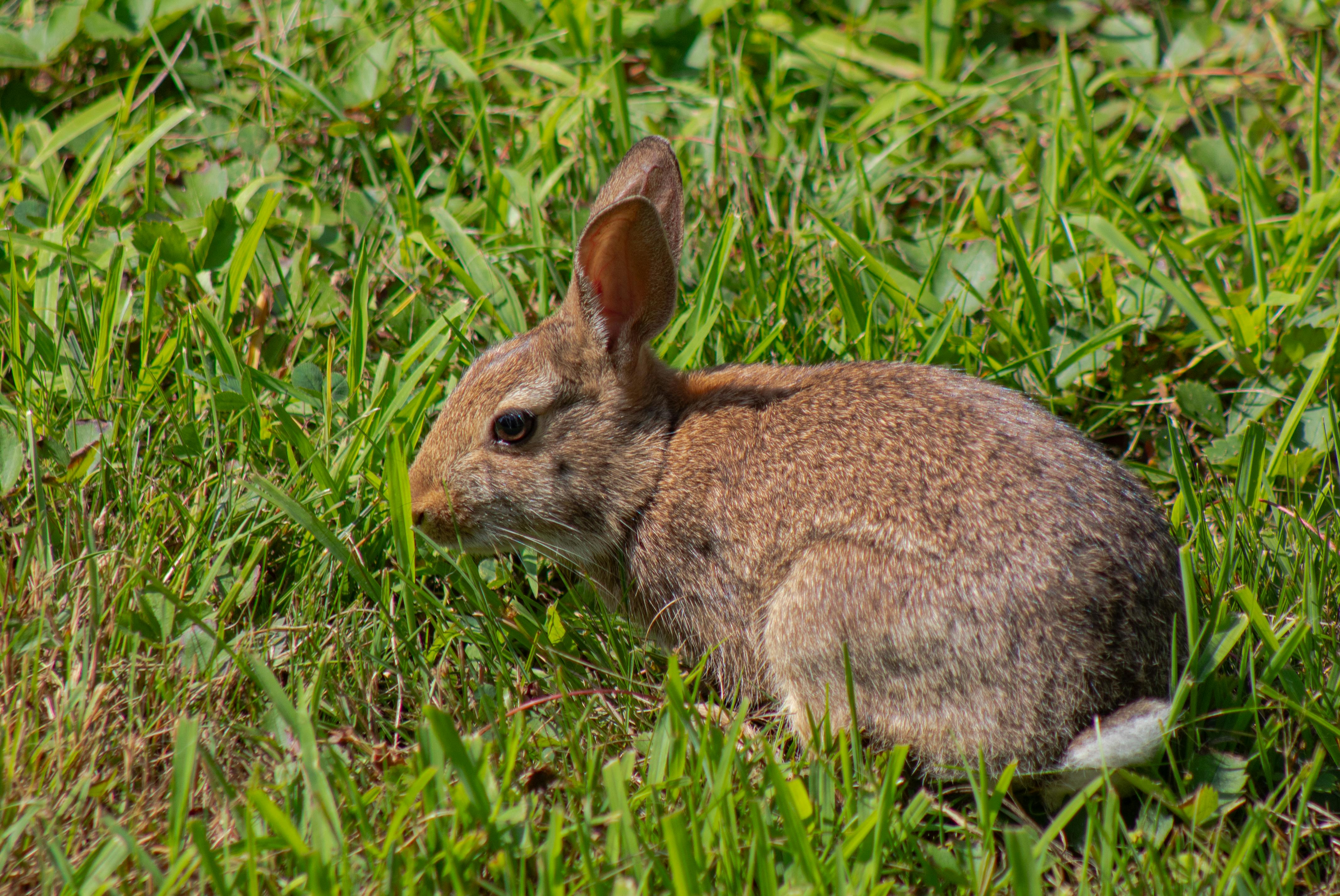 bunny