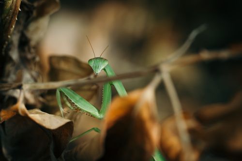 Free A green praying mantis camouflaged among brown leaves outdoors. Stock Photo