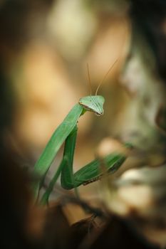 Detailed image of a green praying mantis blending with its environment.
