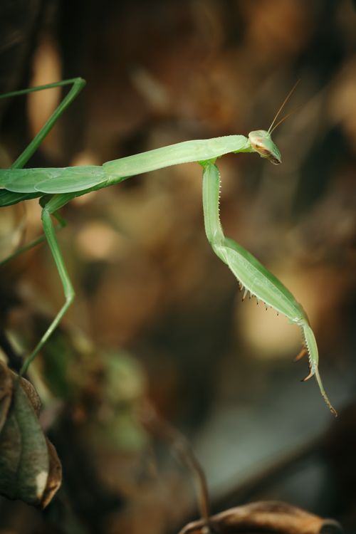 Free Detailed shot of a green praying mantis blending into its leafy environment. Stock Photo