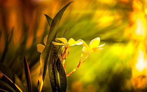 Três Flores De Pétalas Amarelas