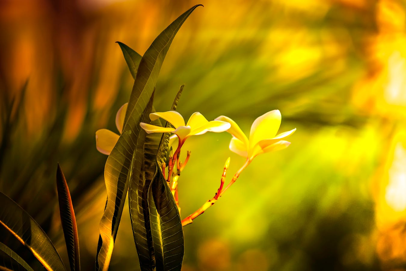 Specialized Care for Recovery