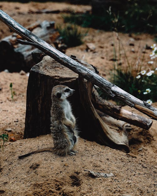 Δωρεάν στοκ φωτογραφιών με meerkat, άγρια φύση, άγριος Φωτογραφία από στοκ φωτογραφιών