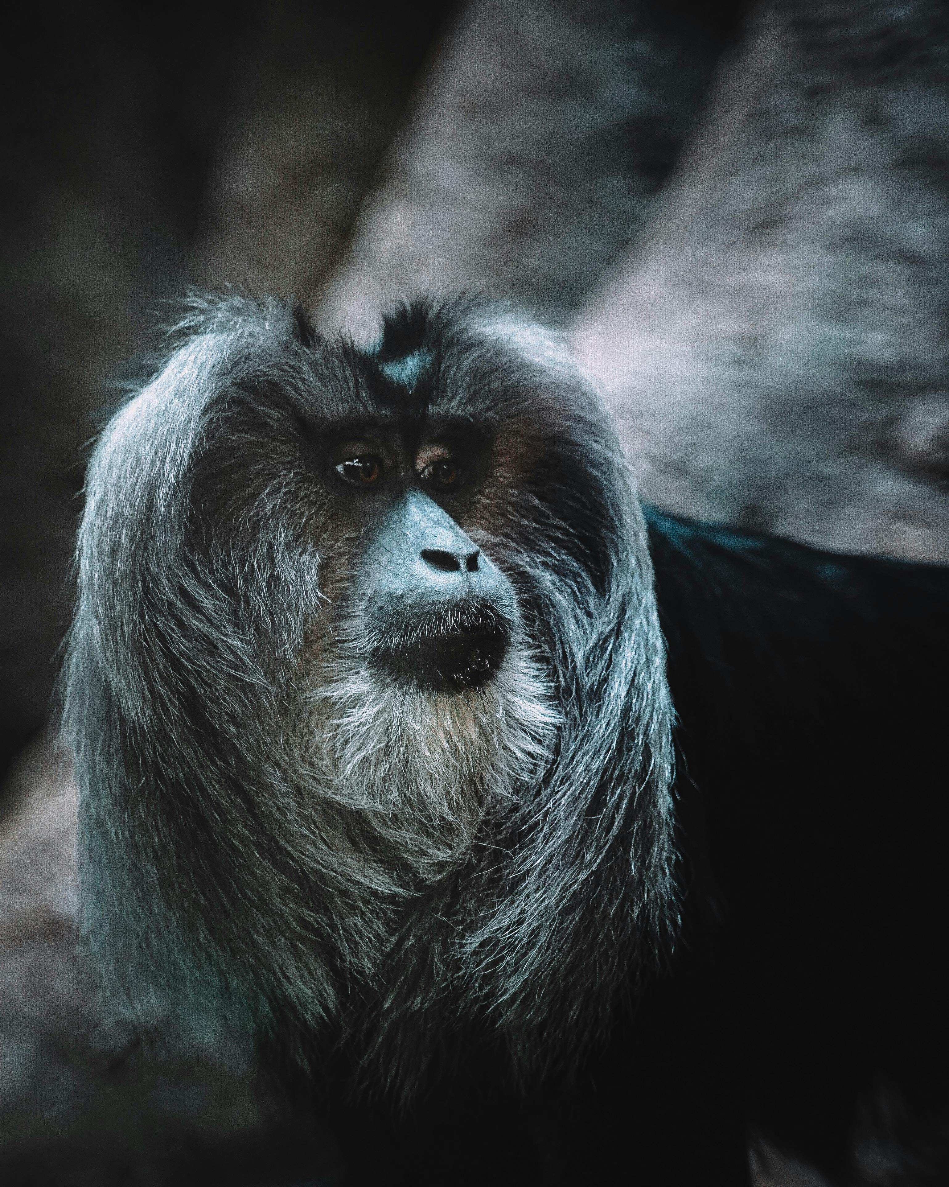 closeup photography of grey monkey