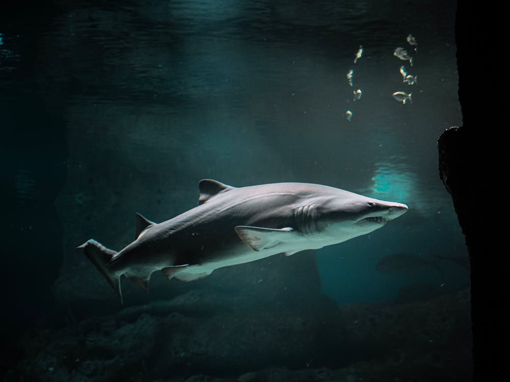 Free Big Shark Underwater Stock Photo