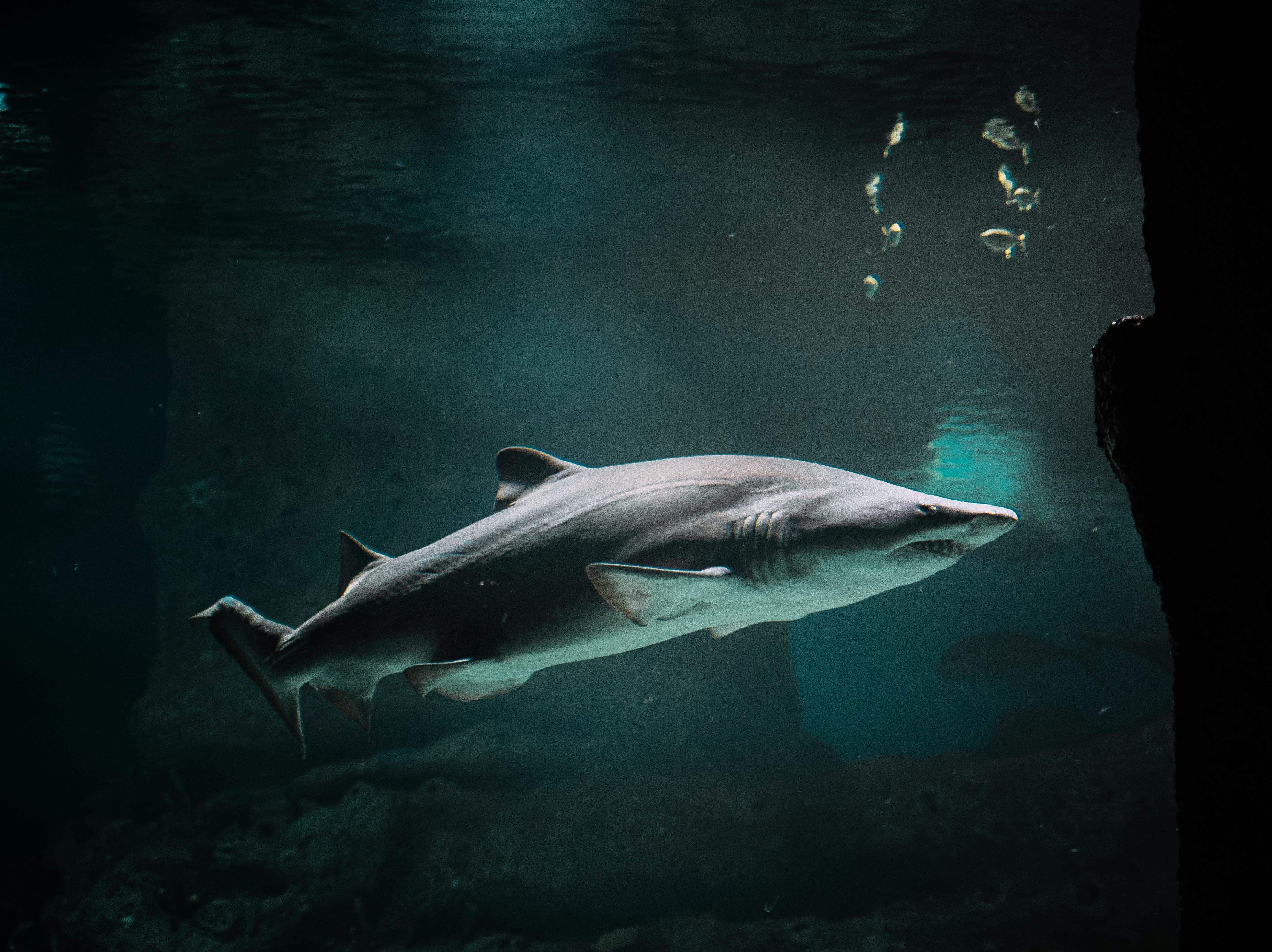 underwater shark photography