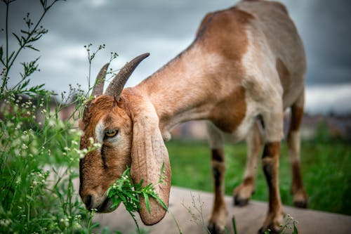 Základová fotografie zdarma na téma domácí, domácí koza, farma