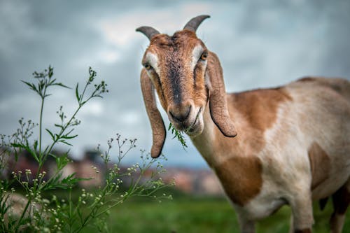 Základová fotografie zdarma na téma domácí koza, farma, koza