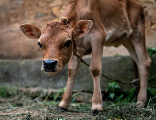 baby brown cow