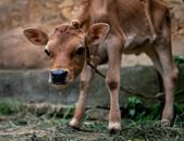 Close-up Photo of Brown Cattle