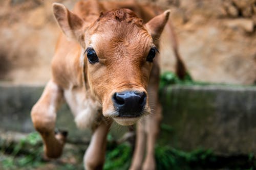 Základová fotografie zdarma na téma baby kráva, baby zvíře, domácí kráva