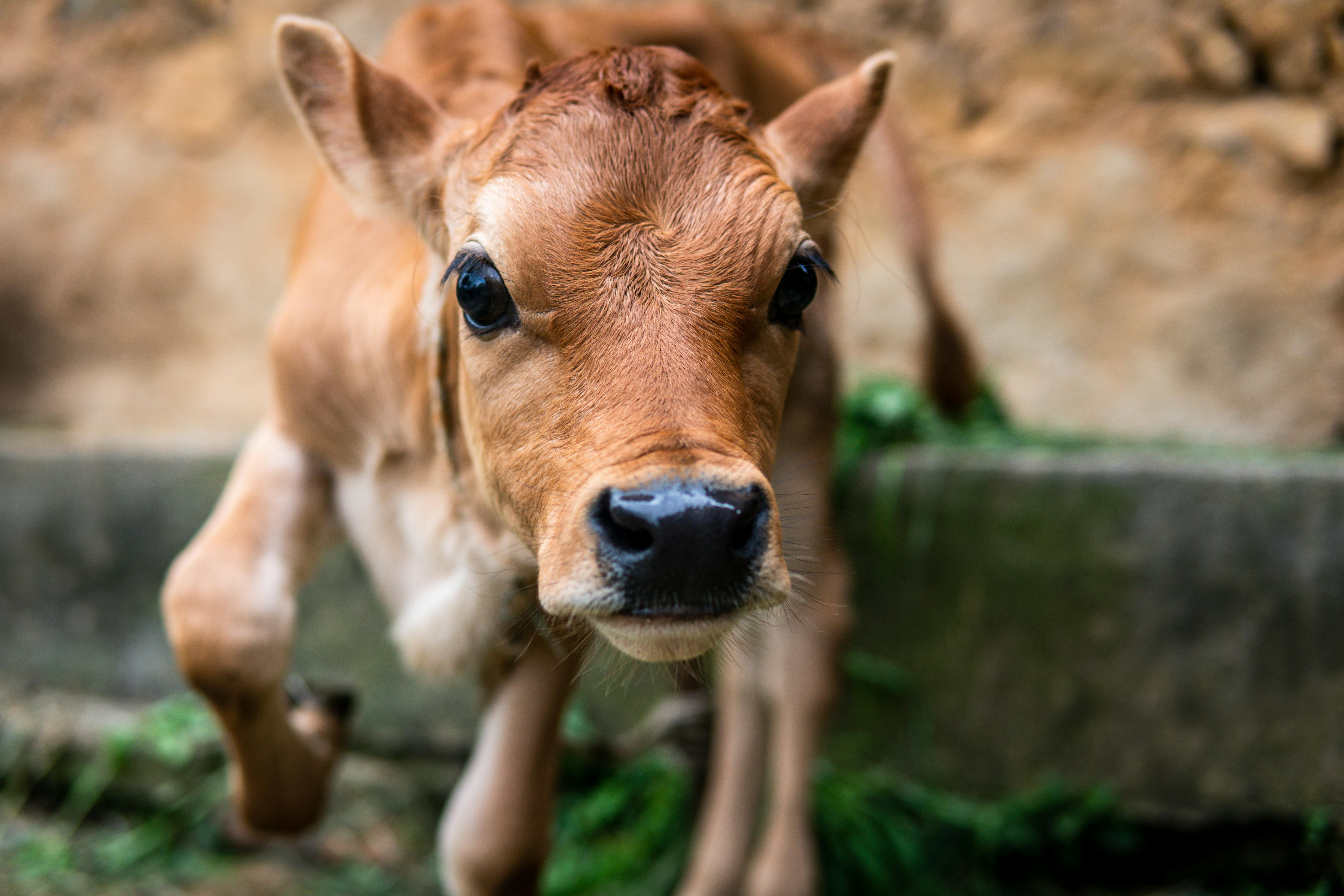 baby cow in living room