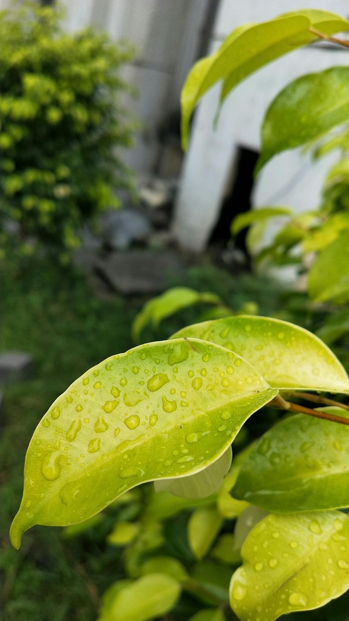 Security guard watching a large concert crowd