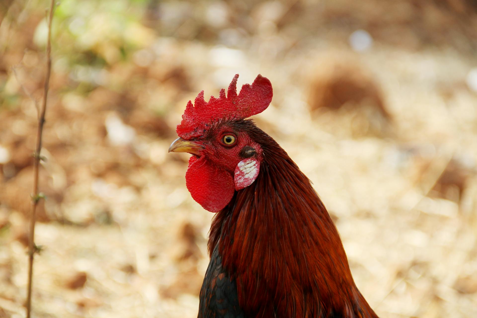 Red Rooster Close-up Photography