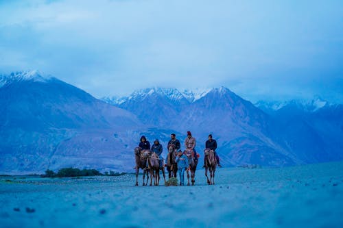 Gratis arkivbilde med fjell, india, kameler