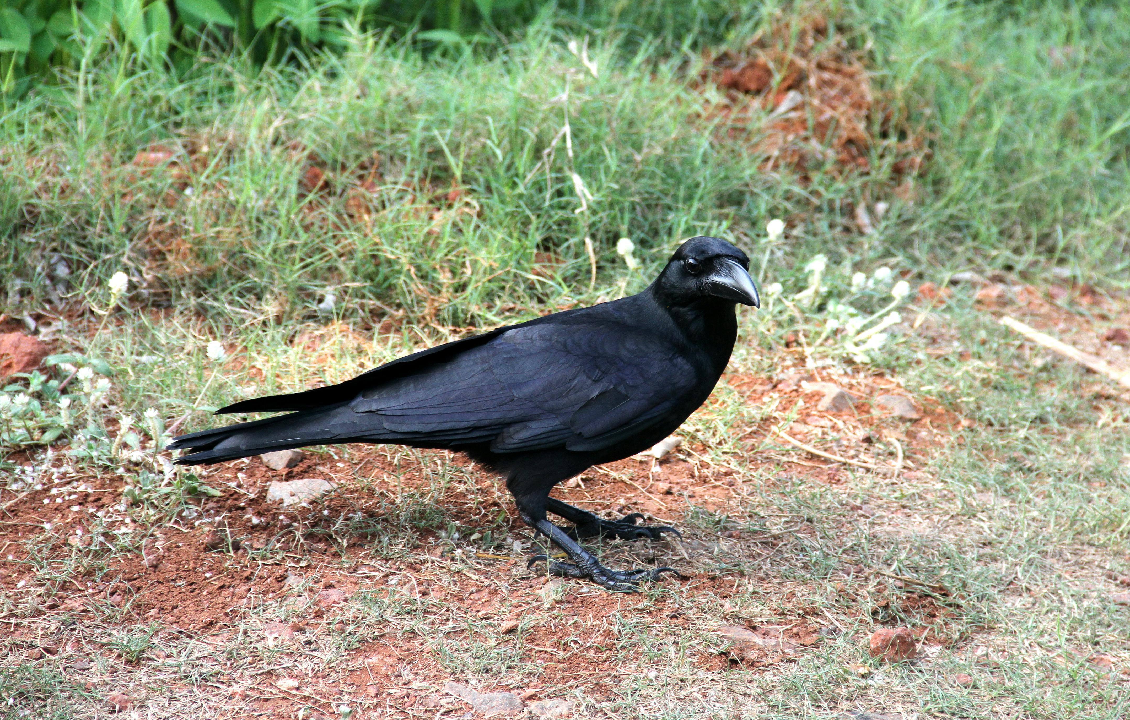 big black cockatoo