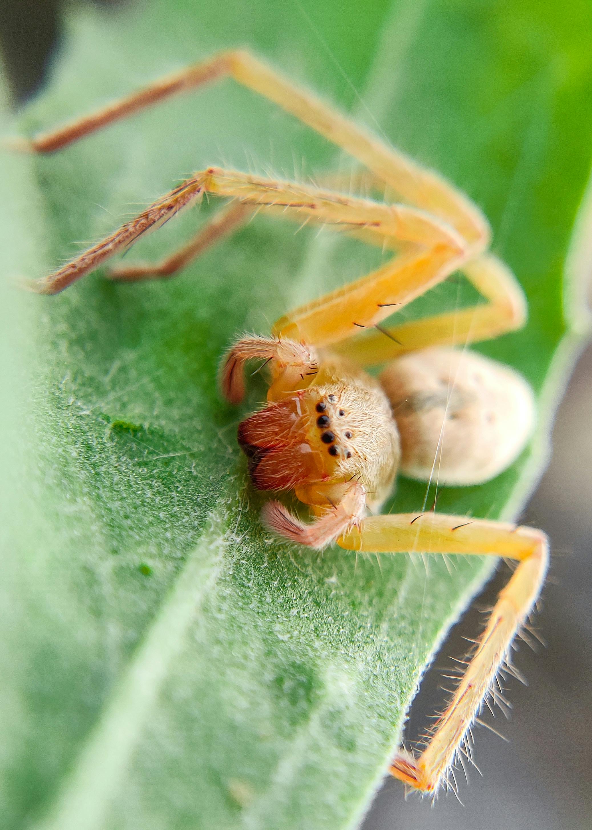Detailed macro shot of a spider on a leaf in Bilaspur, capturing its intricate features.