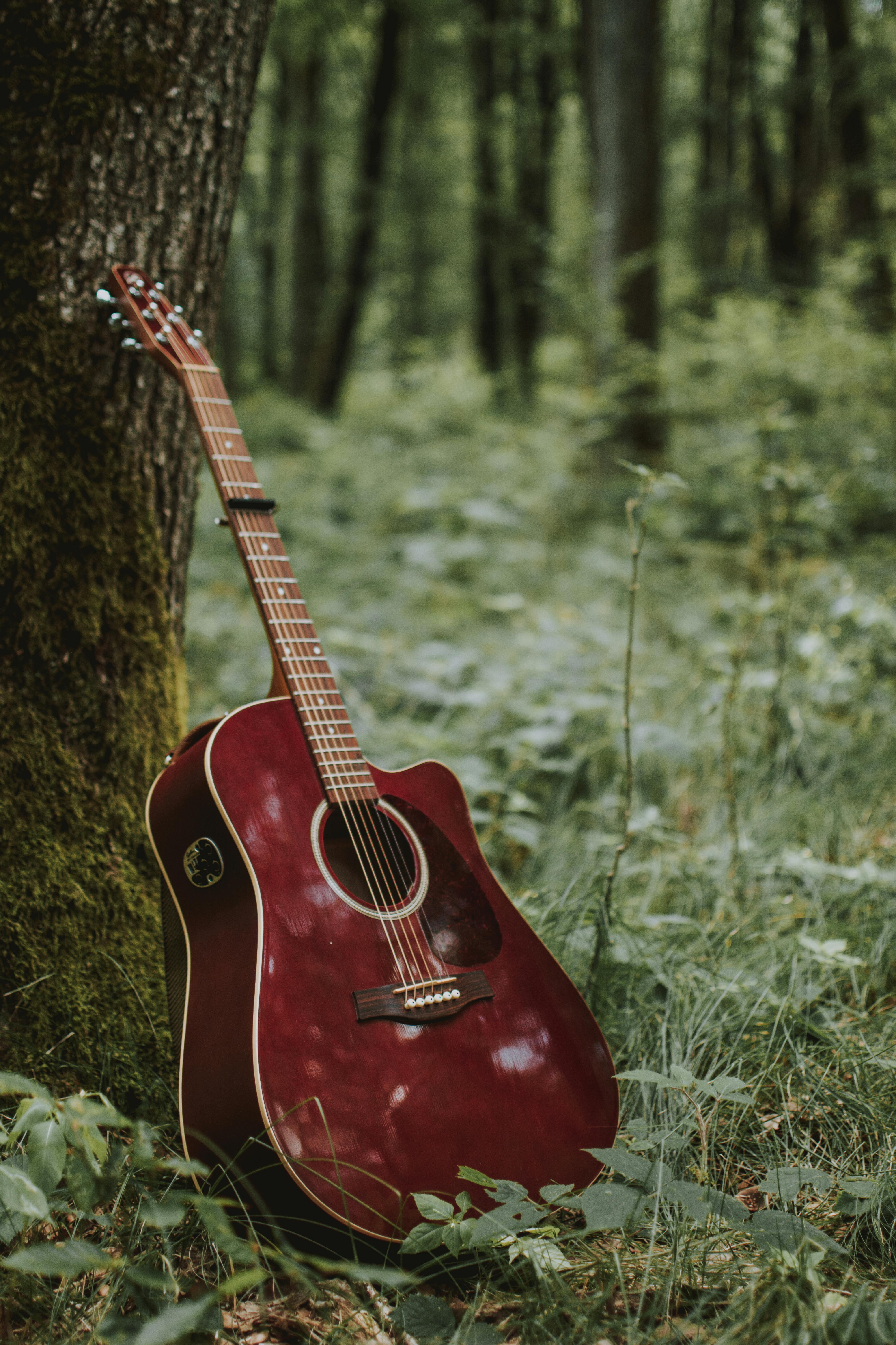 Guitar near tree in forest in countryside · Free Stock Photo