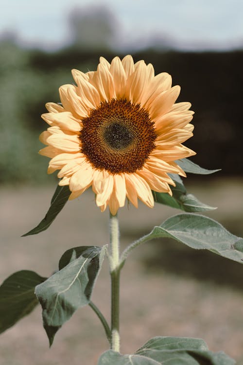 Close Up of a Sunflower