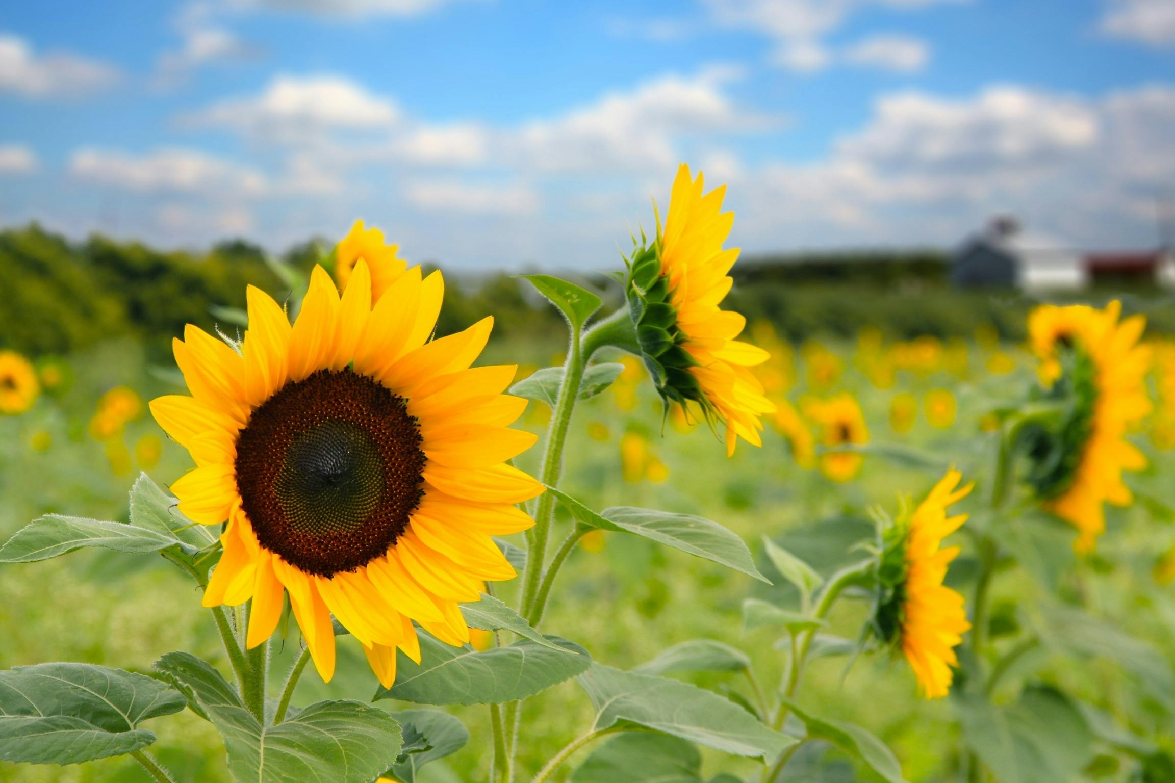Free stock photo of sunflower field