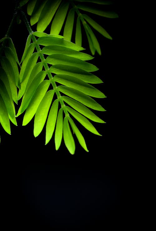 光, 印度植物, 壁紙 的 免费素材图片