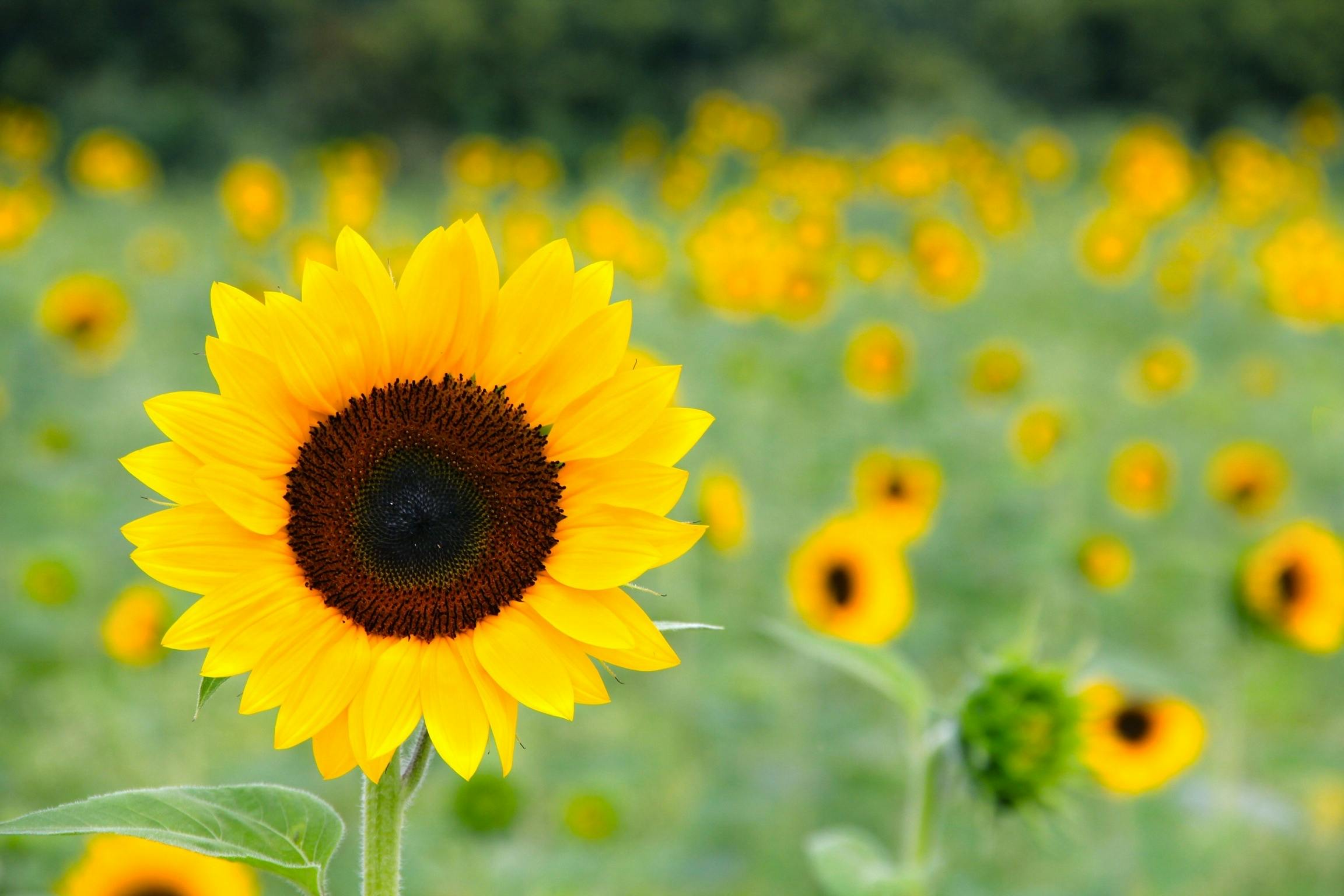 Free stock photo of sunflower field