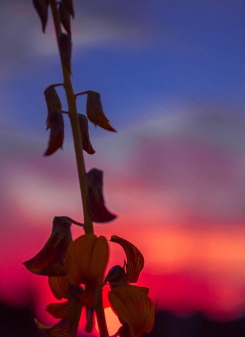 Gratis stockfoto met 4k achtergrond, mooie zonsondergang, roze kleur