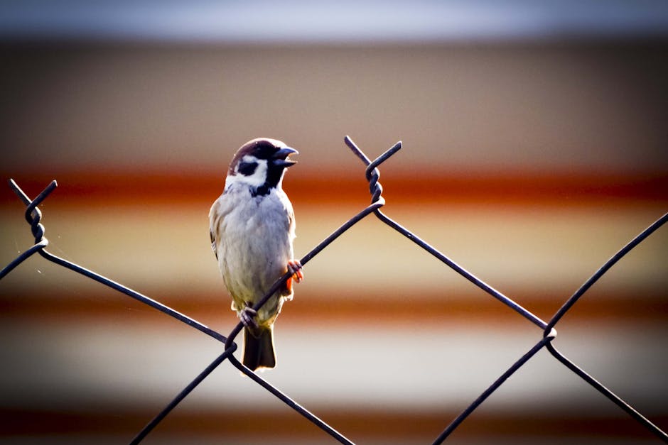 alone, animal, beak