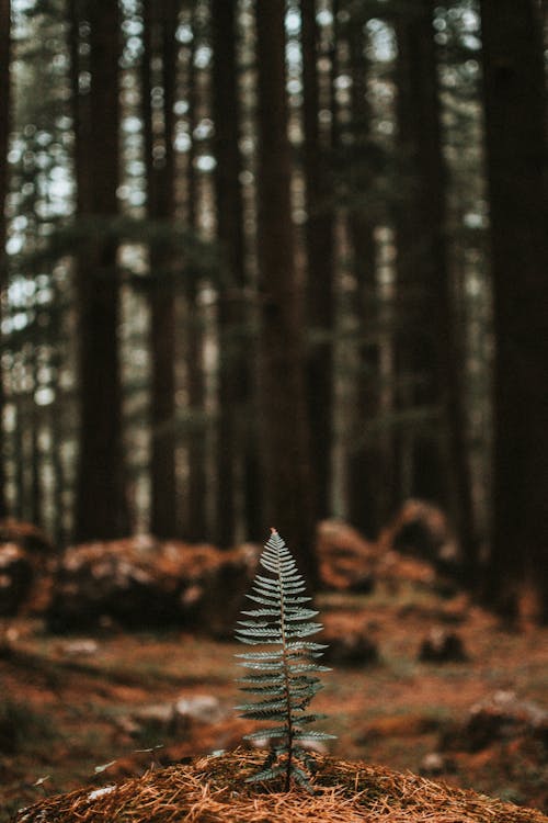 Free Selective Focus Photo of Fern Plant Stock Photo