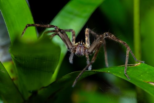 Free A detailed view of a spider poised on a leaf in a rainforest setting. Stock Photo
