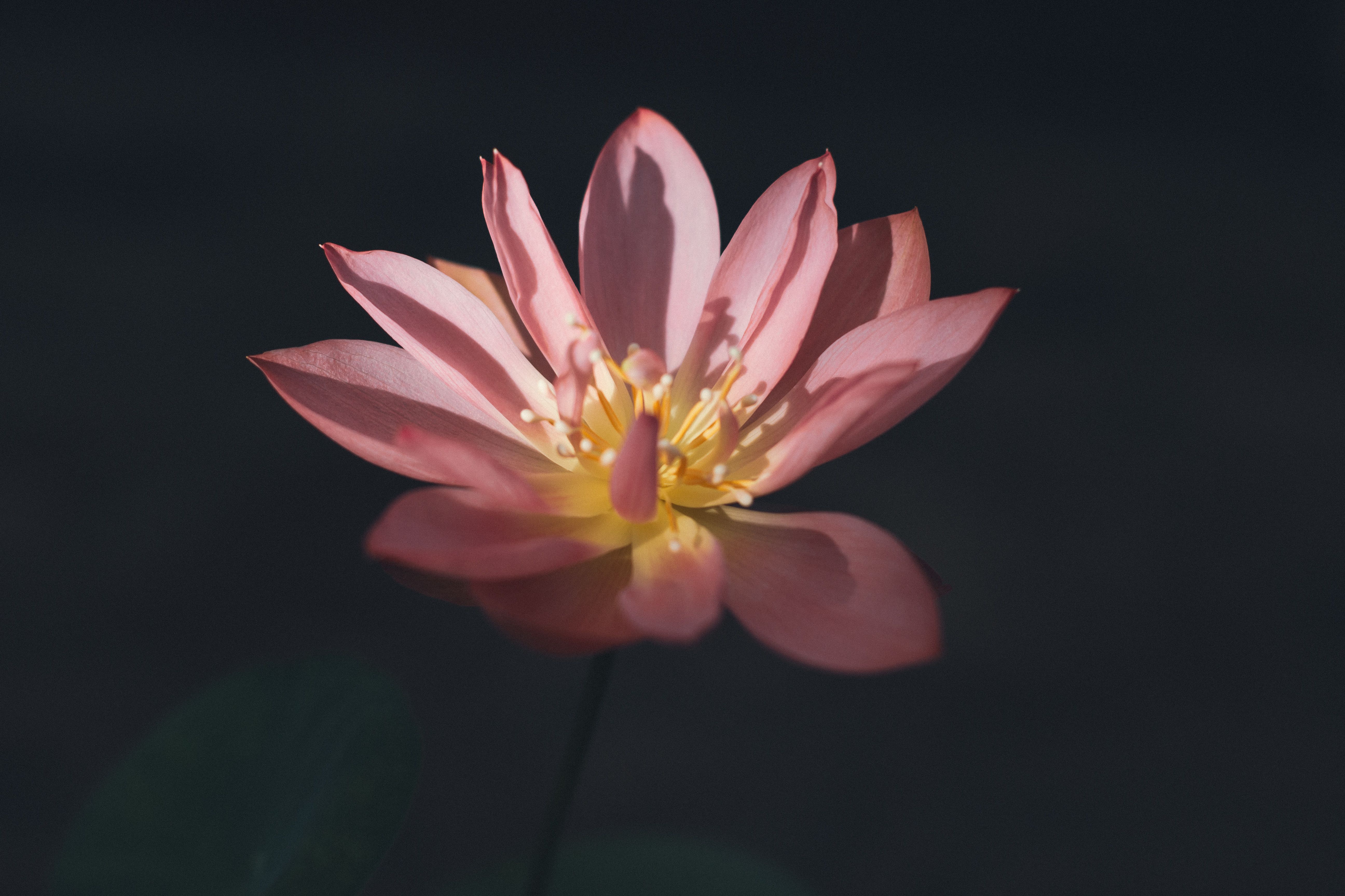 Close-up of a pink lotus flower in sunlight, symbolizing the opening of the heart and inner purity