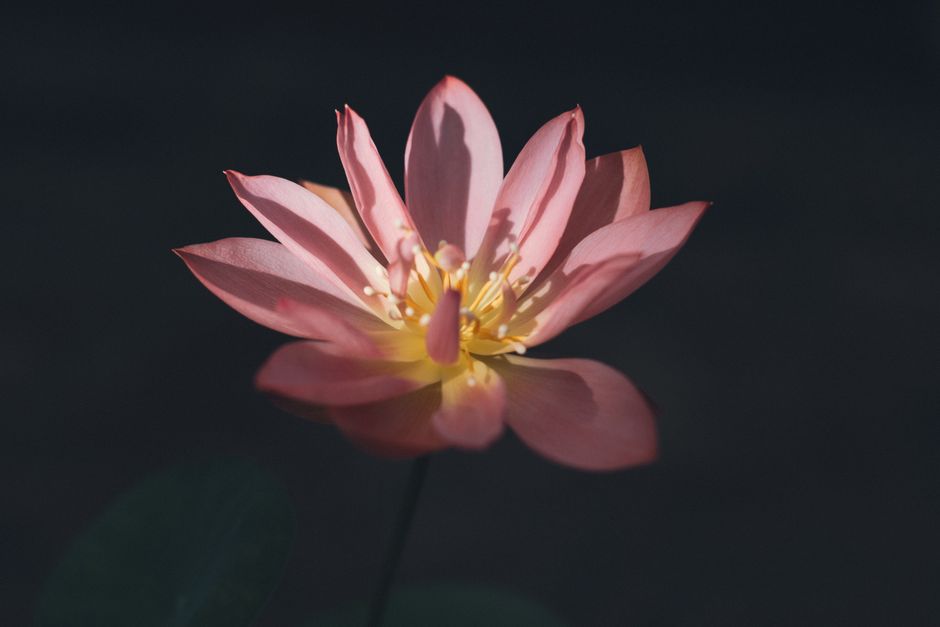Close-up of a pink lotus flower in sunlight, symbolizing the opening of the heart and inner purity