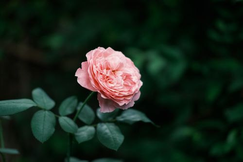Free A beautiful pink rose bloom in a vibrant green garden, symbolizing nature's elegance. Stock Photo