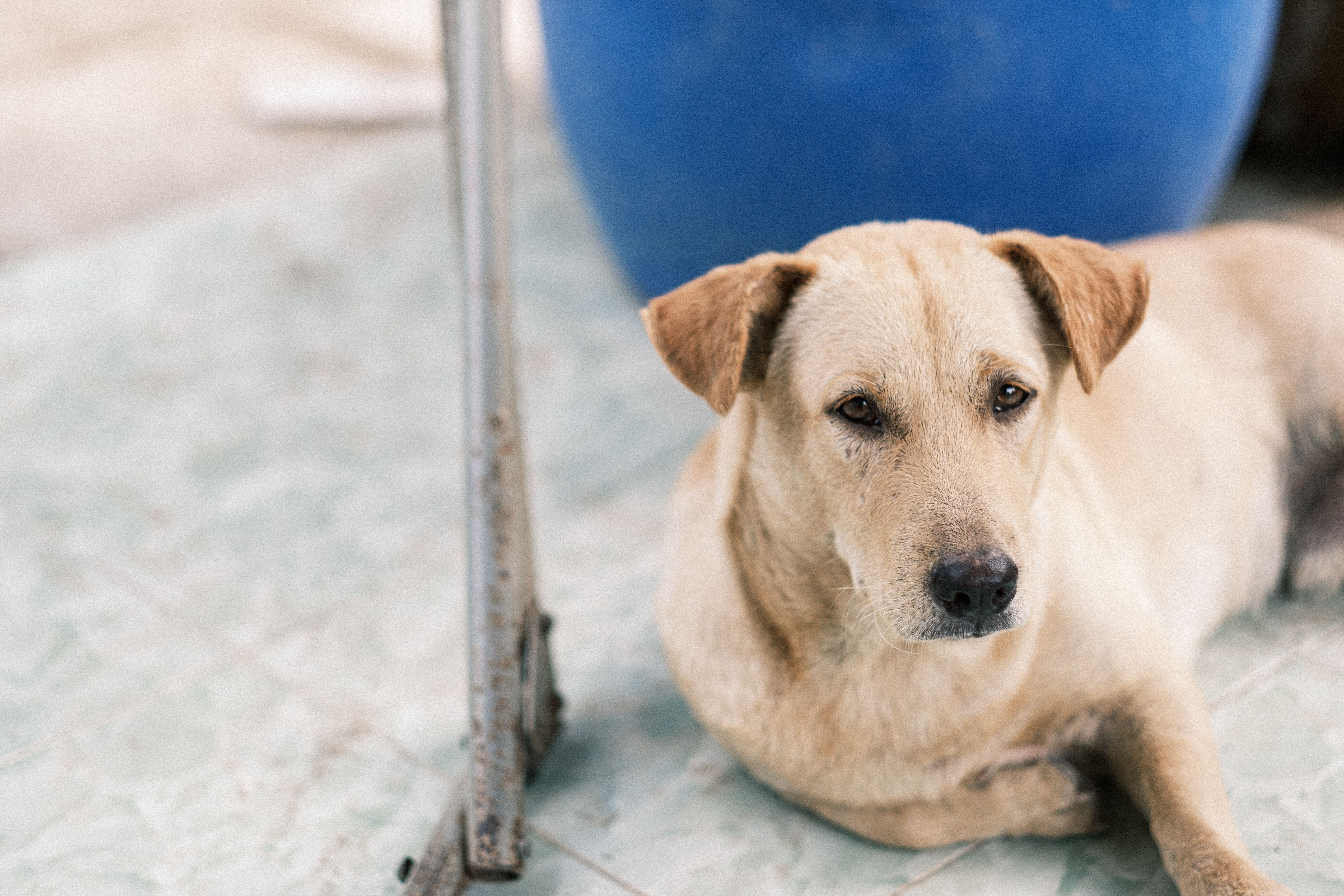 Portrait of a dog at a veterinary clinic