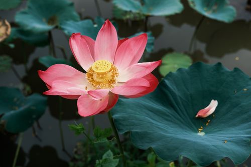 Free Close-up of a pink lotus flower with lush green leaves in a serene pond setting. Stock Photo