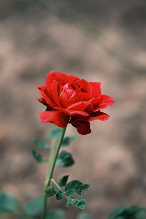 Free Close-up of a vibrant red rose blooming outdoors, capturing its delicate petals and lush greenery. Stock Photo