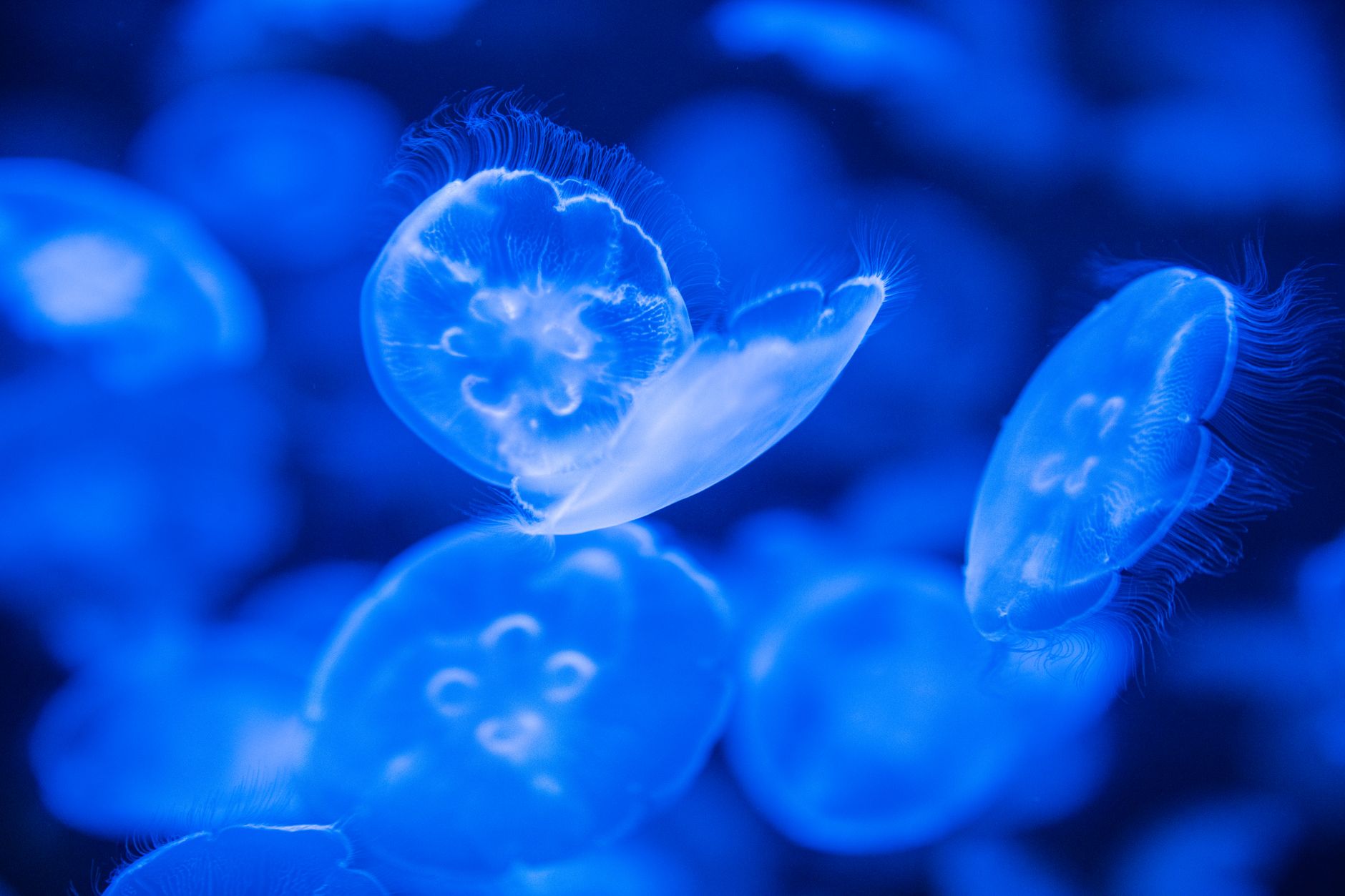 Jellyfish life cycle reversal — Curiosidades