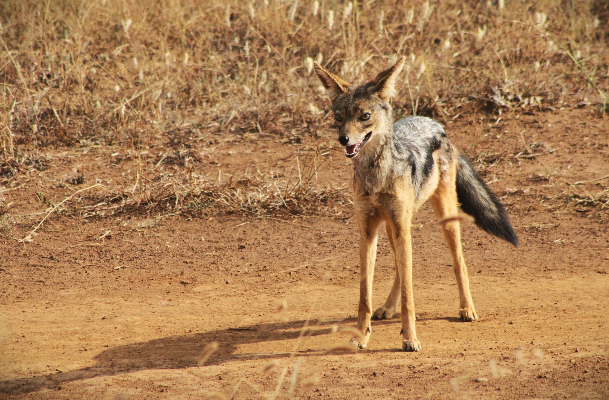 Lobito