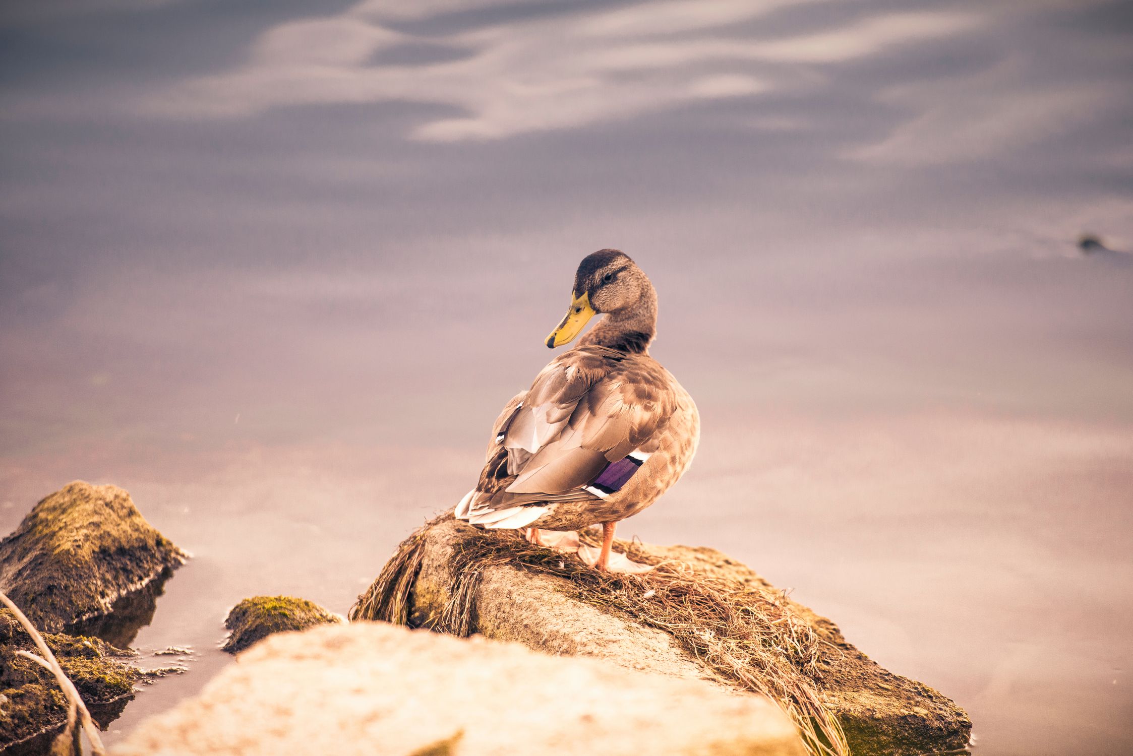 A duck sitting on a rock in the water · Free Stock Photo
