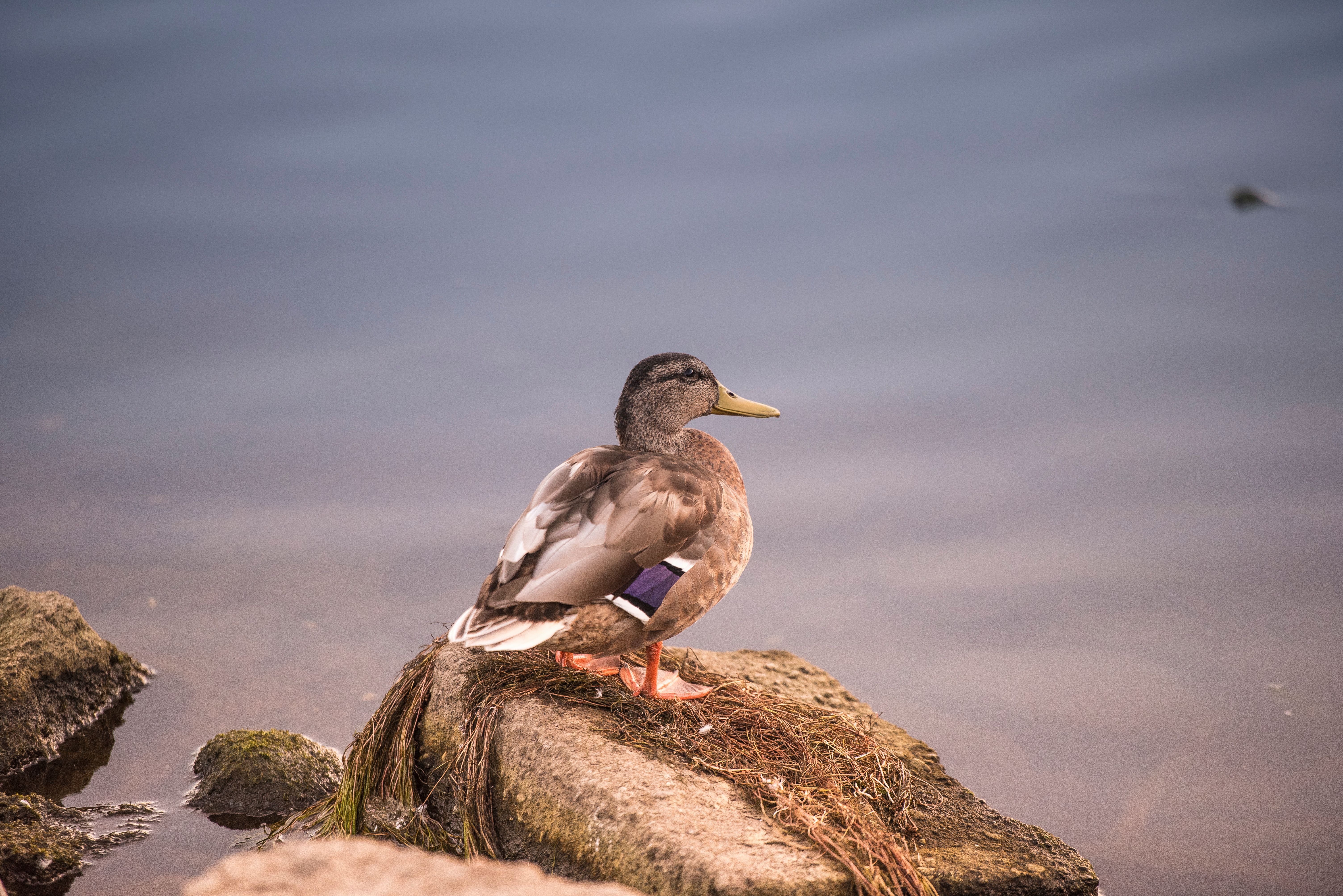 A duck sitting on a rock near the water · Free Stock Photo