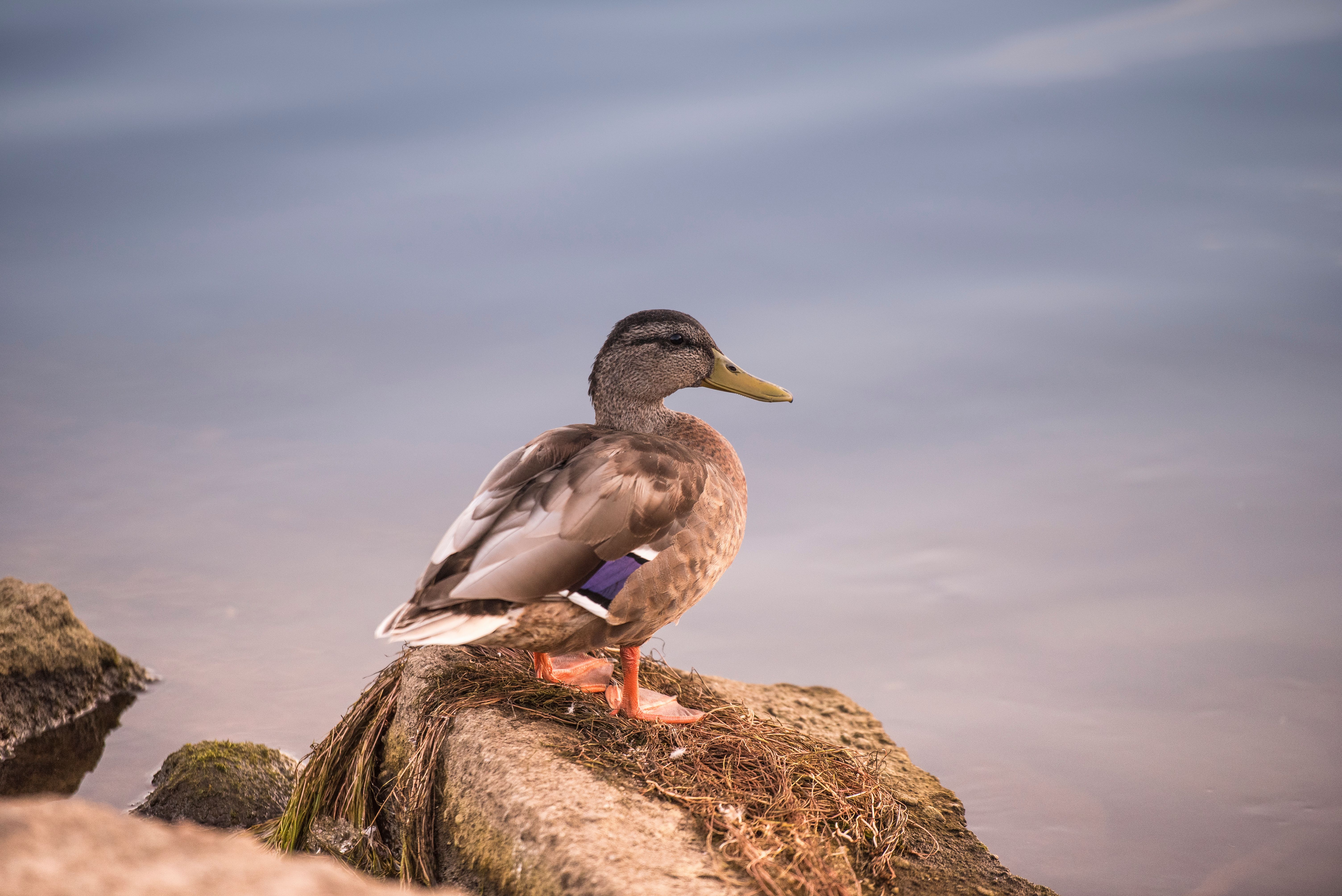 A duck sitting on a rock near the water · Free Stock Photo