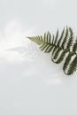 在极简主义白色背景上，精致的蕨类植物叶子投下阴影，非常适合自然主题的设计